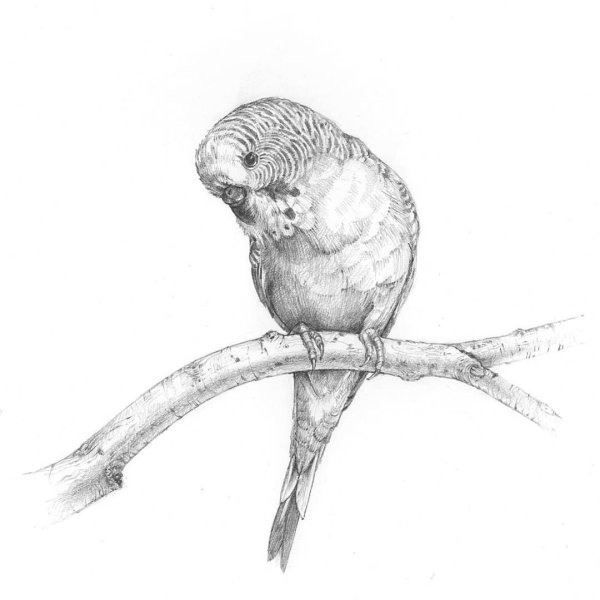 Попугай рисунок карандашом для срисовки