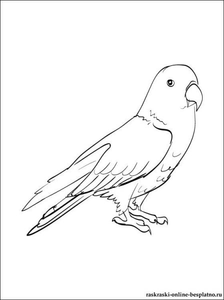 Волнистый попугай раскраска