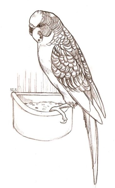 Волнистый попугайчик для срисовки