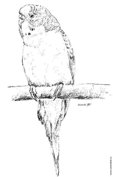 Попугай рисунок