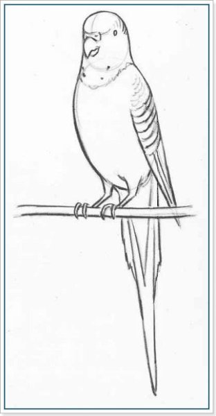 Наброски животных и птиц