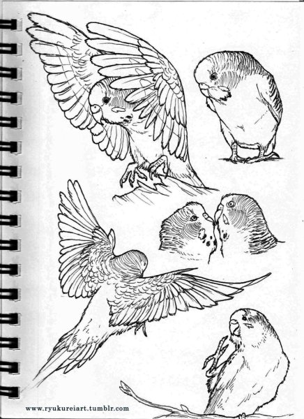 Волнистый попугай рисунок