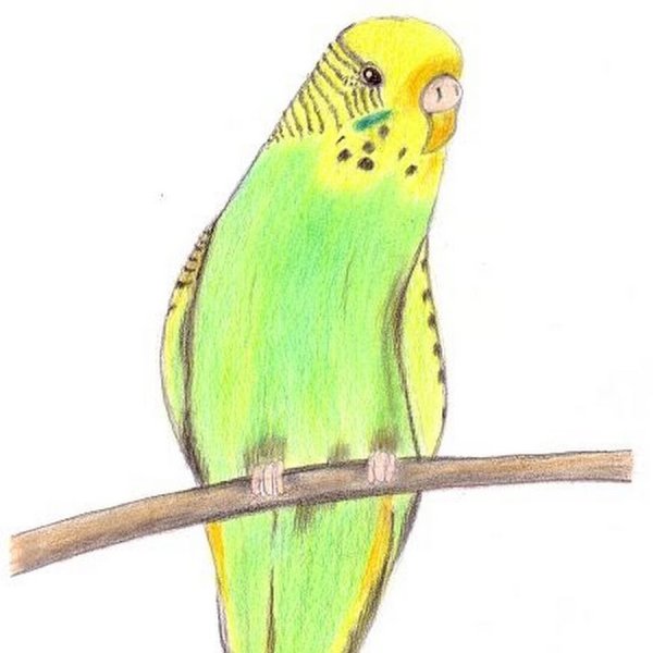 Наброски попугаев