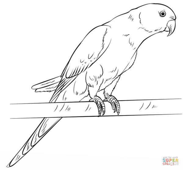 Волнистый попугай рисунок карандашом