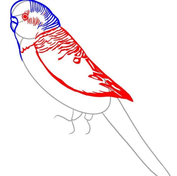 Маленькие попугаи рисунки