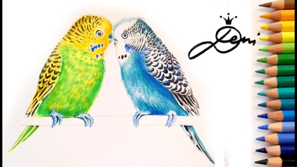Попугай для рисования