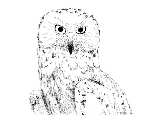 Белая Сова карандашом