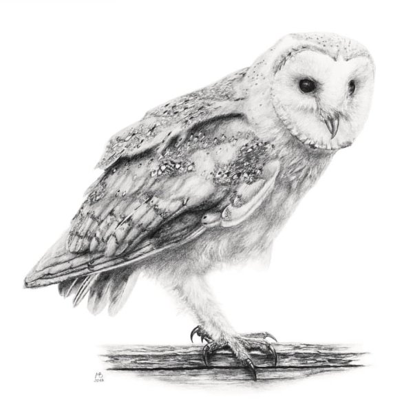 Тату Сова сипуха эскиз