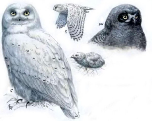 Северная Сова