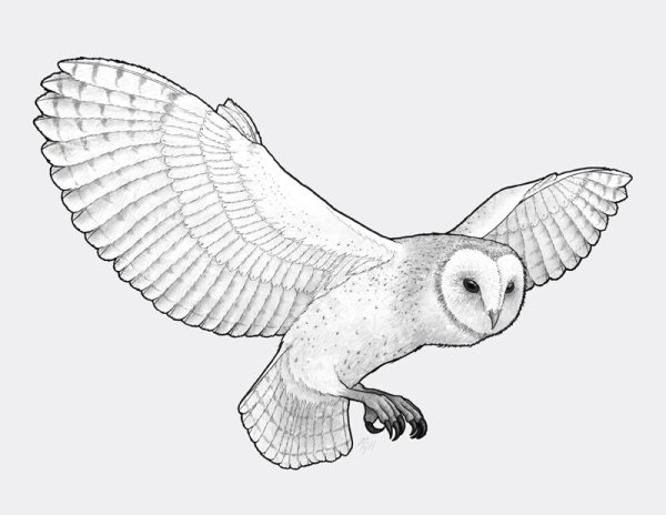 Сова сипуха арт