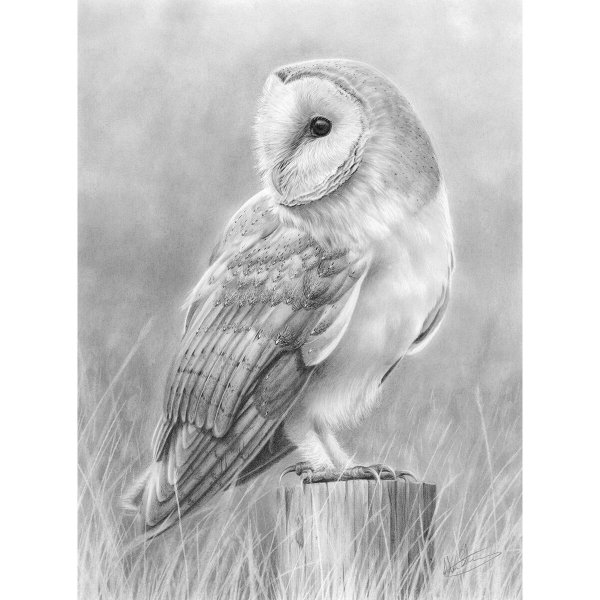 Сова сипуха эскиз