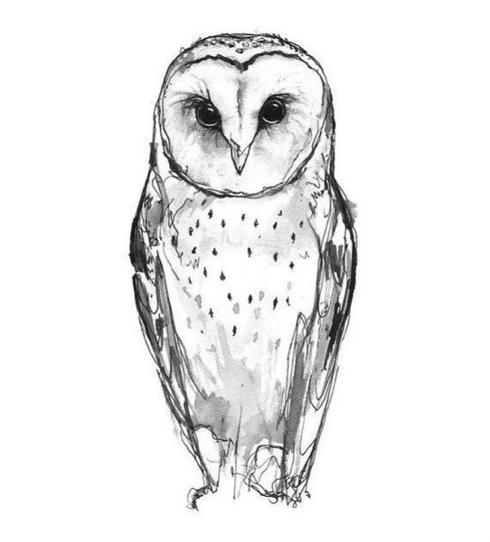 Сова карандашом