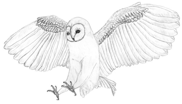 Белая Полярная Сова Гарри Поттера