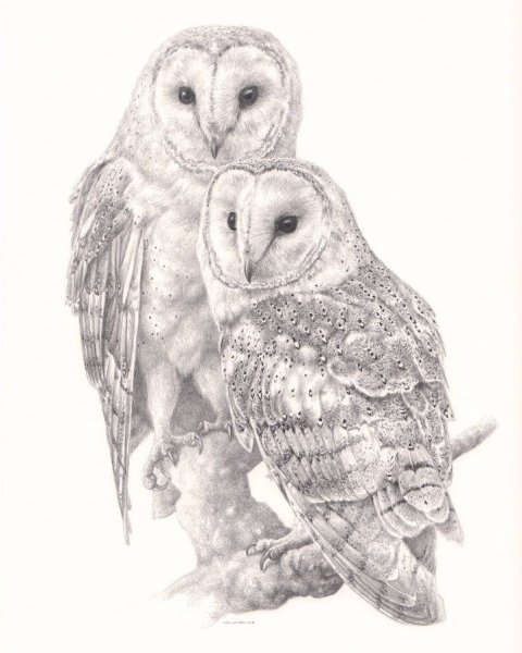 Совы Полярные