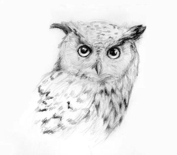 Тундра Сова рисунок карандашом