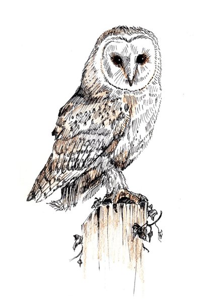 Тату Сова сипуха эскиз
