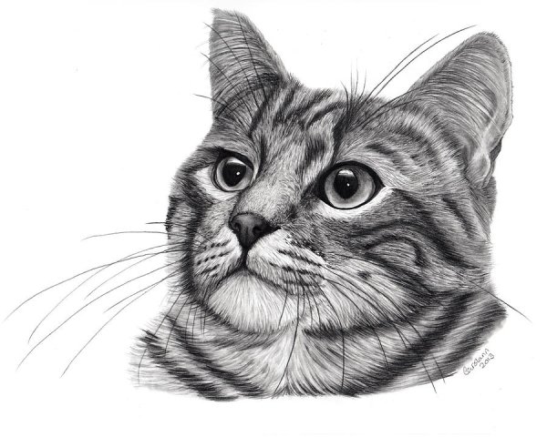 Кошка карандашом