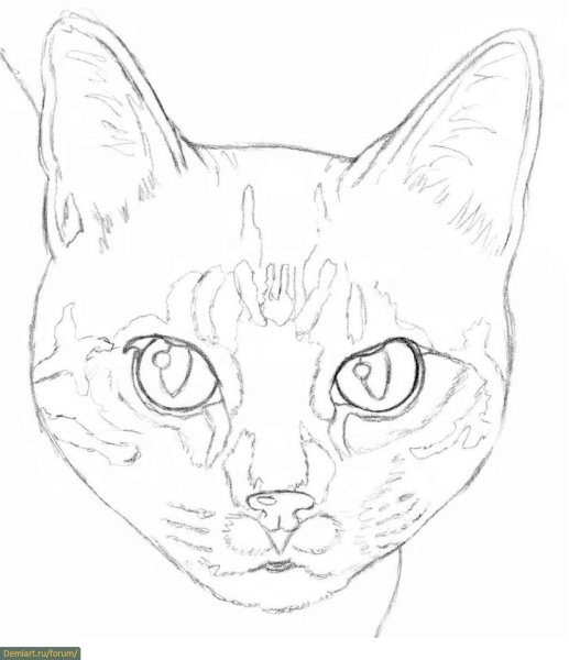 Кошка рисунок карандашом