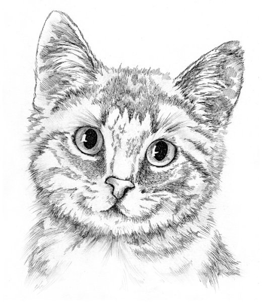 Морда кота карандашом
