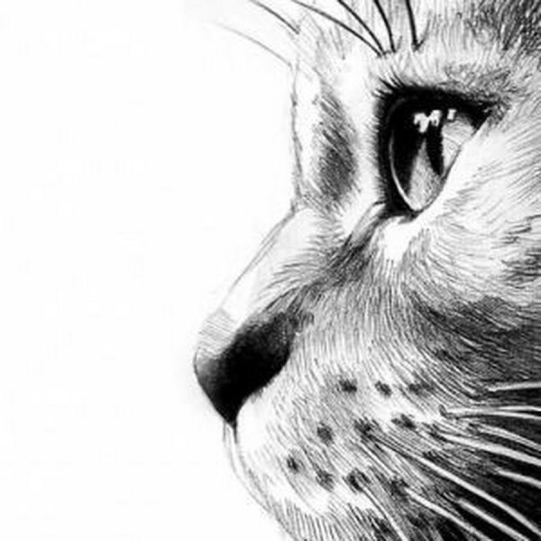 Набросок морды кота