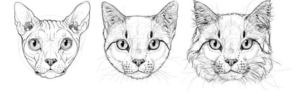 Мордочка котенка карандашом