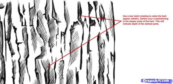 Кора дерева карандашом