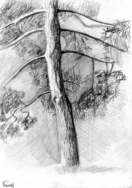 Кора дерева Графика