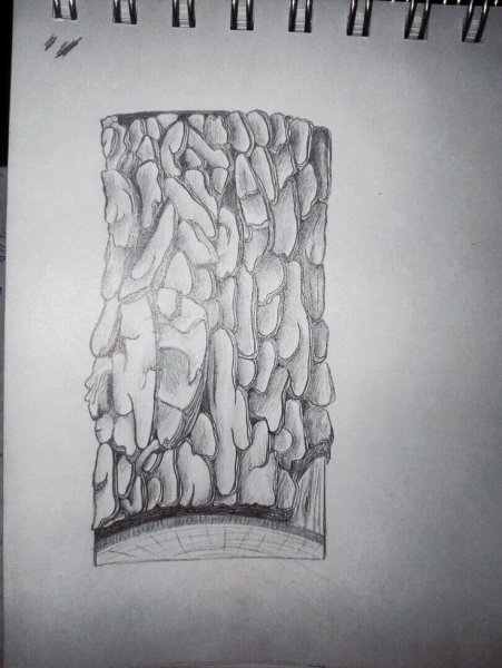 Кора дерева в графике