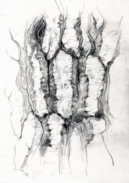 Зарисовки коры деревьев