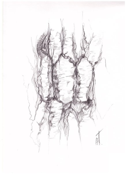 Фактура коры дерева в карандаше