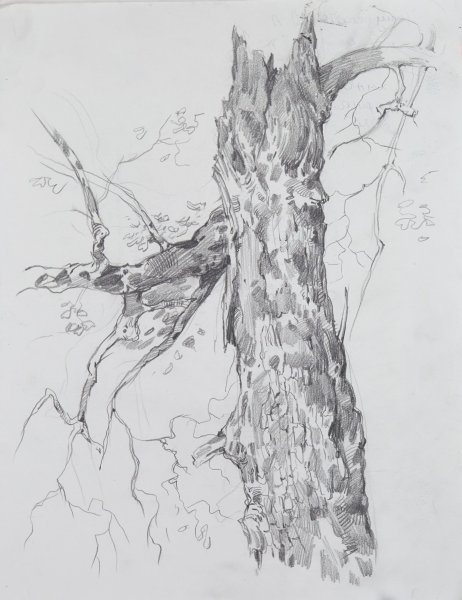 Кора дерева карандашом