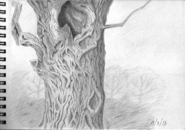 Кора березы карандашом