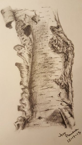 Зарисовки коры деревьев