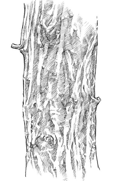 Наброски коры дерева