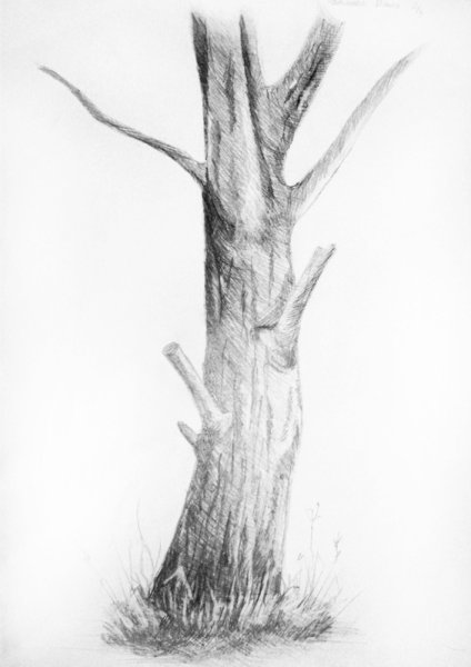 Деревья карандашом штриховка