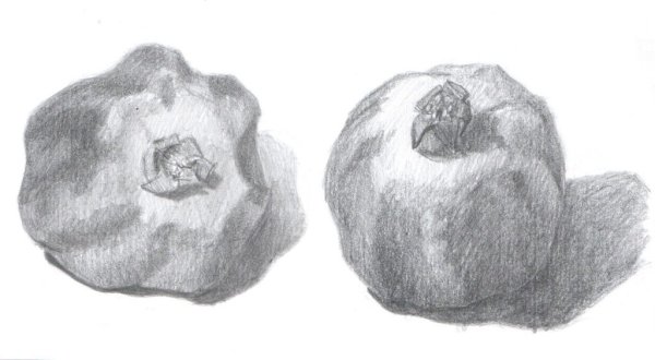 Зарисовки фруктов на ветке