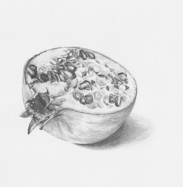 Гранат рисунок карандашом