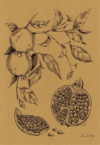 Ветка граната в карандаше