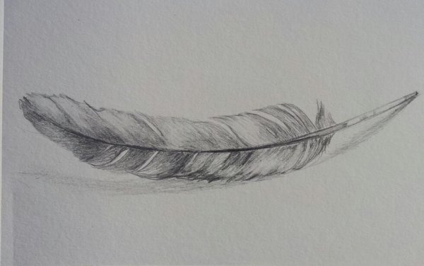 Перо с натуры карандашом
