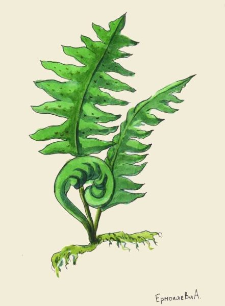 Папоротник карандашом