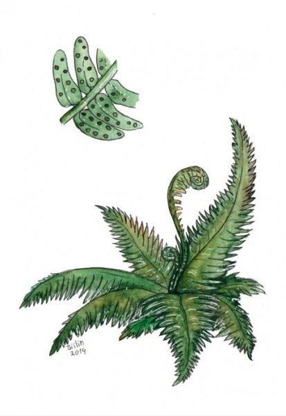Папоротник карандашом