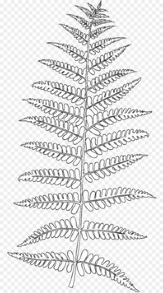 Папоротник карандашом