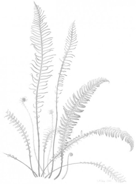 Папоротник раскраска
