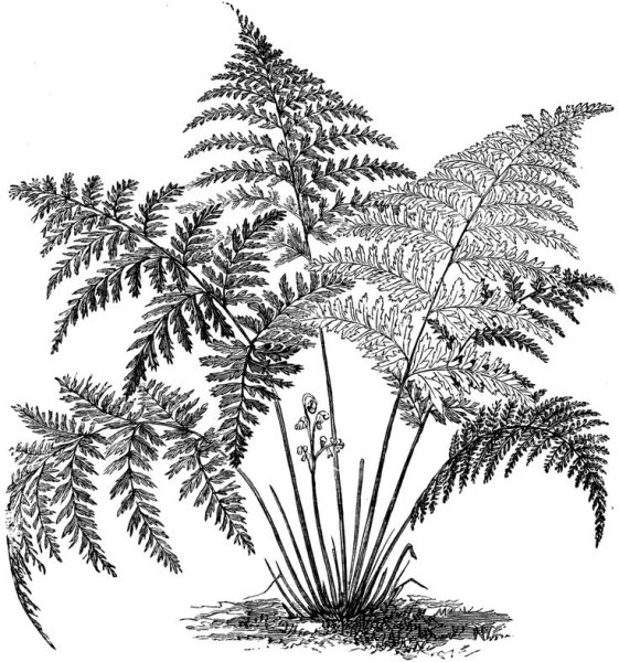 Папоротник раскраска