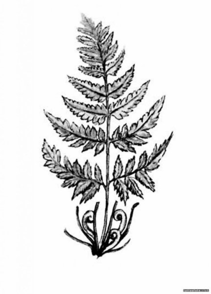 Папоротник Щитовник рисунок