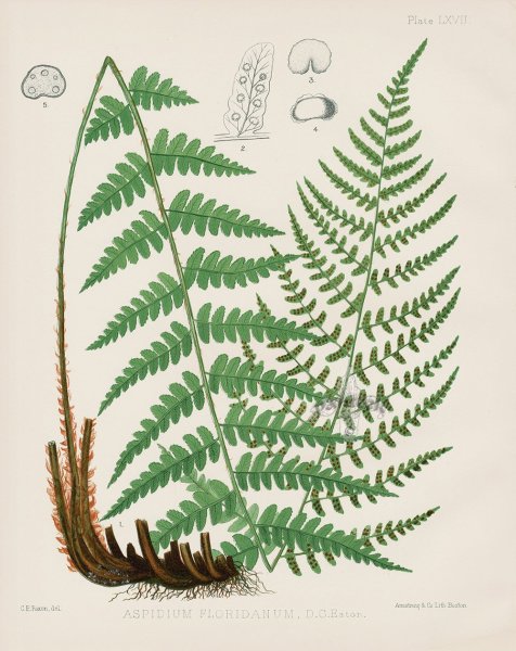 Dryopteris ludoviciana