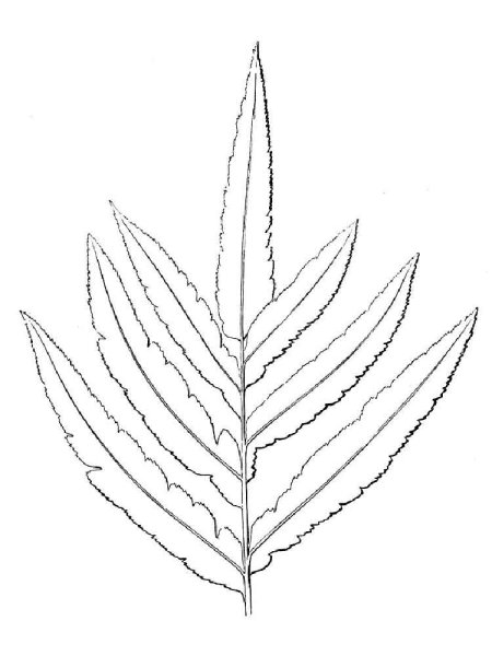 Лист папоротника раскраска