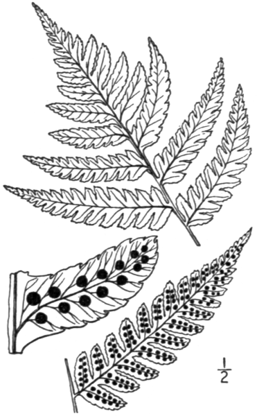 Dryopteris clintoniana