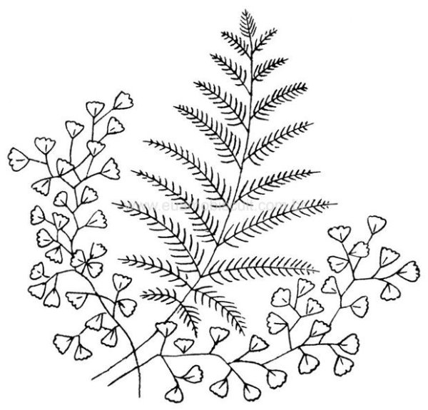 Папоротник вышивка