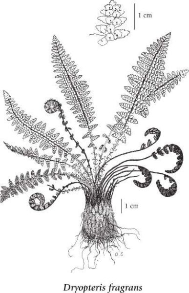 Цветок папоротника